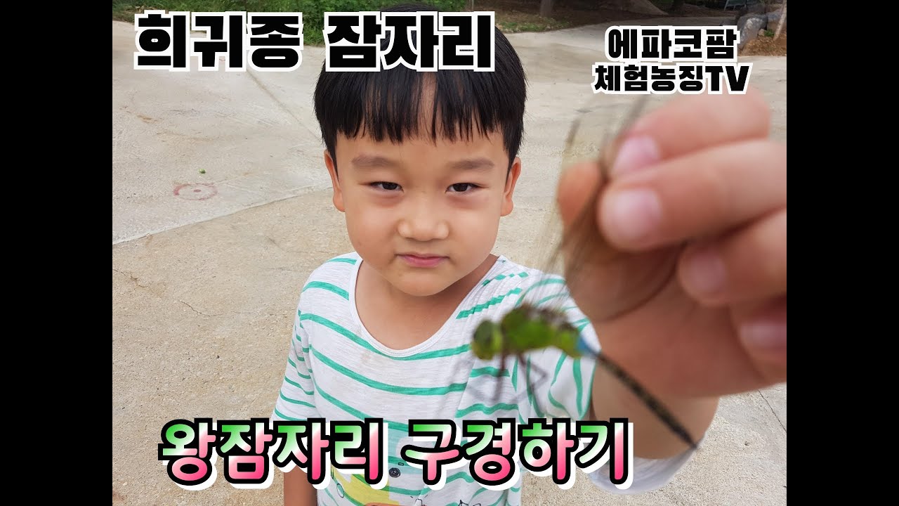 희귀종 왕잠자리를 아시나요? (Let's enjoy yourselves with a rare dragonfly,Anax parthenope julius)