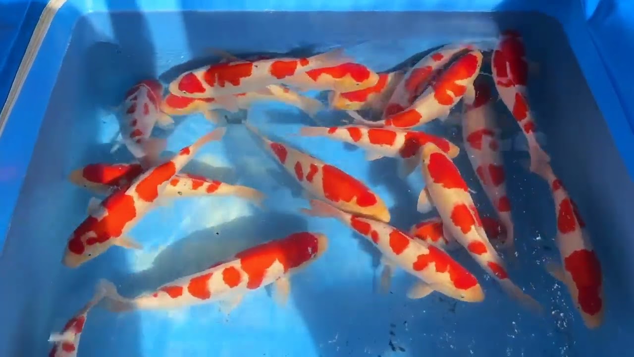 Hirashin HQ Kohaku Nisai 40-50 cm 975€  #koicarp #koi #nishikigoijapan #koibauer 