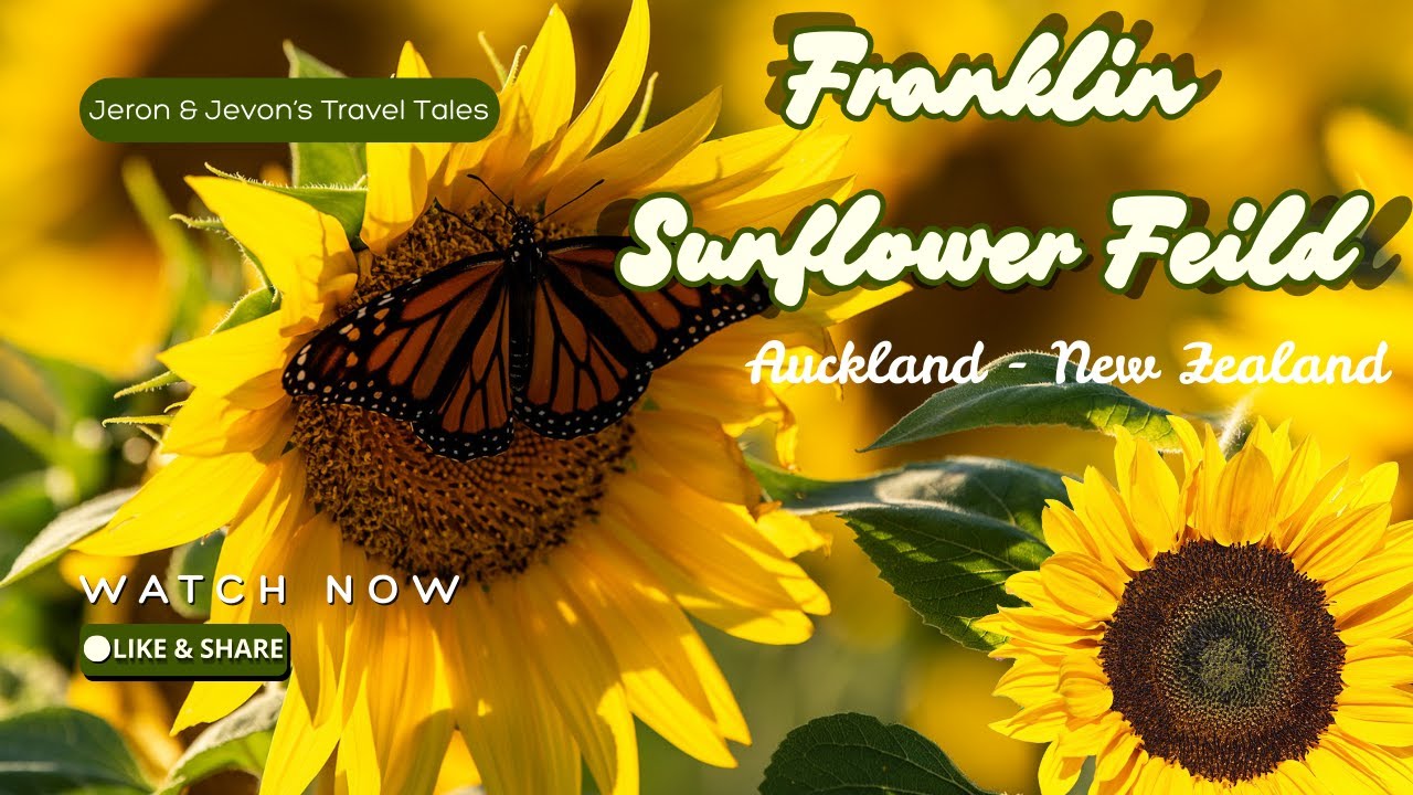 🌻Fabulous Sunflower Fields & Fram Yard (Franklin Farm) | Auckland, New Zealand 🌻