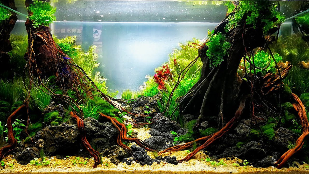 Closer view of all aquascapes of CIAC 2017