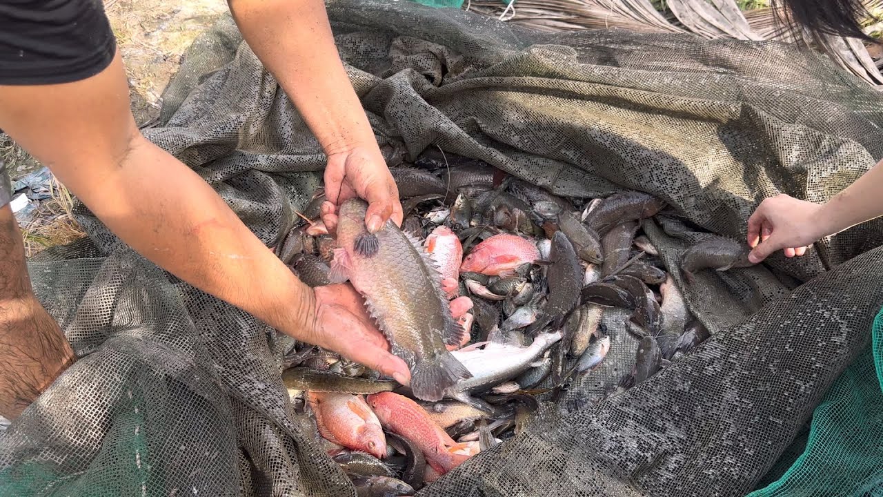 Về quê tác mương lâu năm bắt cá ăn Tết “chúng mánh toàn cá rô mề # tư khoai lang vlog 