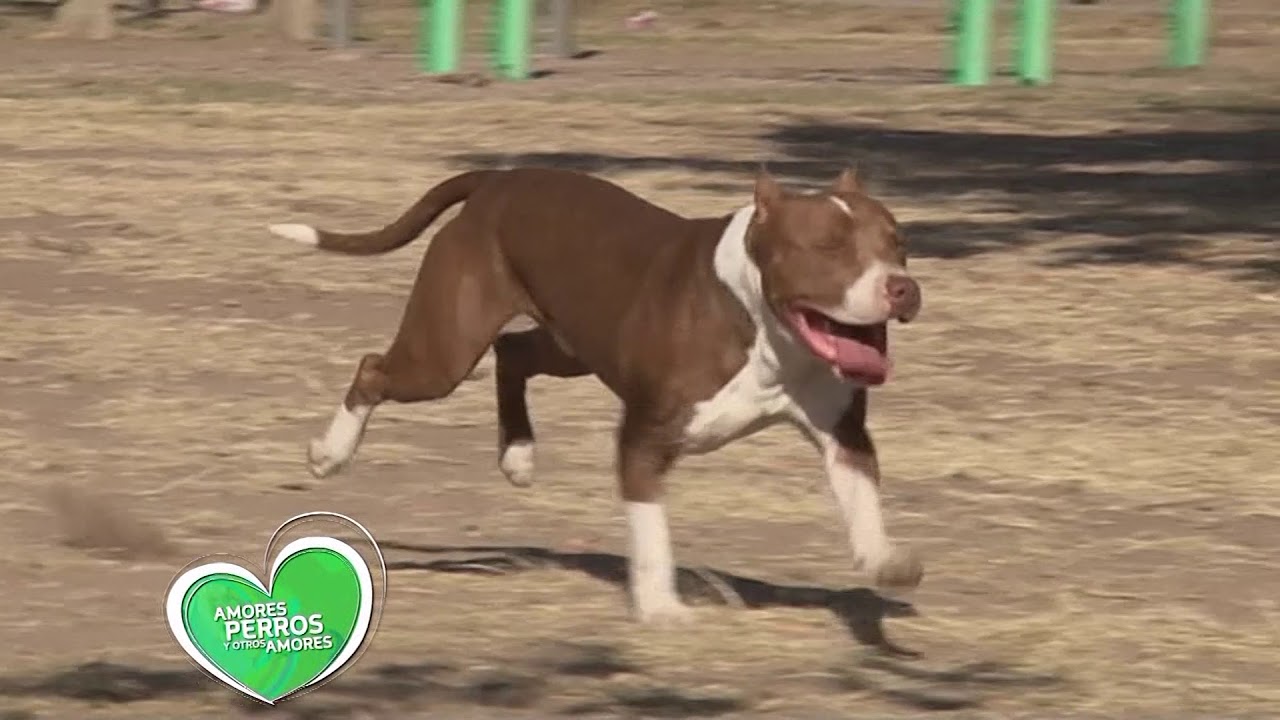 Cuidado con la  Dermatitis H&uacute;meda en perros