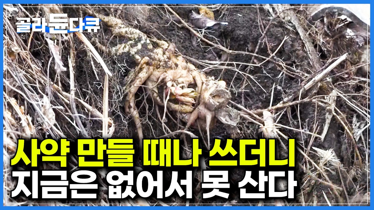 조상님들은 사약으로 썼지만 우리는 없어서 못 산다｜산삼 못지않은 약효로 알려진 산 더덕 캐기 현장｜이른 봄 가장 먼저 딴 찻잎으로 만든 '첫물차' 우전차｜극한직업｜#골라듄다큐