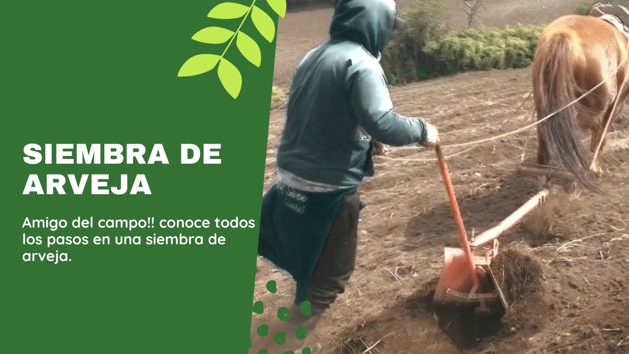 Siembra de arveja