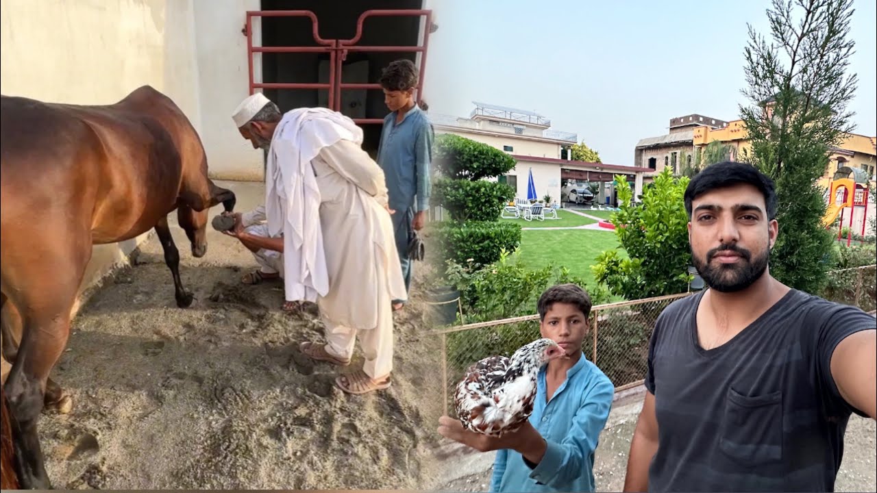 Gori K Pao Nai Lag Sky 😐 Ahmad Ghr Sy Murghi Utha Laya 🤭