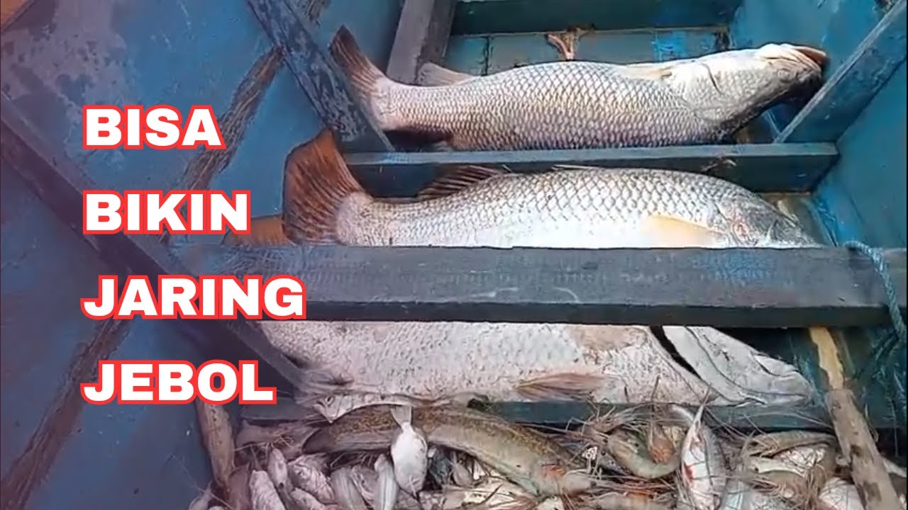 PANEN BABON-BABON PATIN DAN KAKAP JUMBO - HASIL MENGHADANG SUNGAI KITA KALI INI [JARING AMPAS]