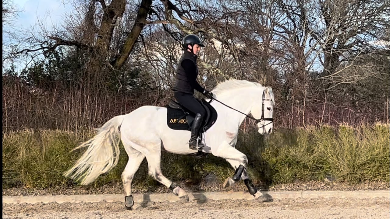9 yr old Connemara Gelding 147cms