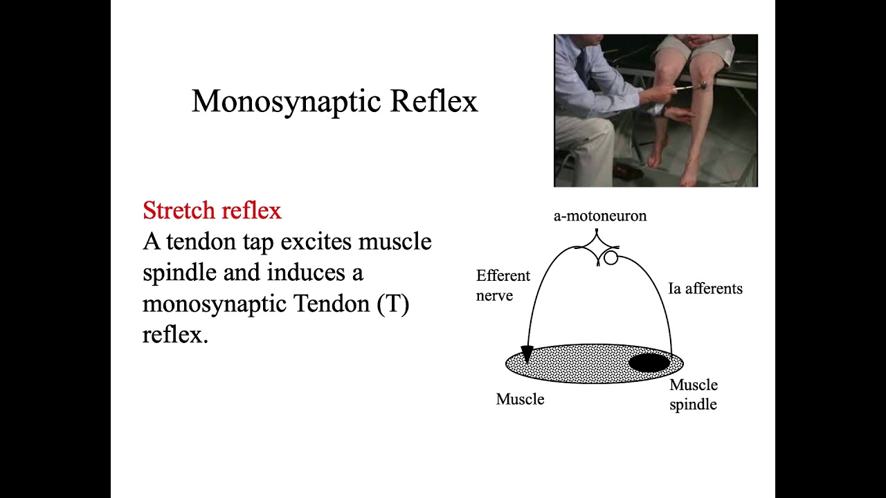 NIH basic training course on transcranial magnetic stimulation (TMS) Cortical Anatomy & Neurophysiol