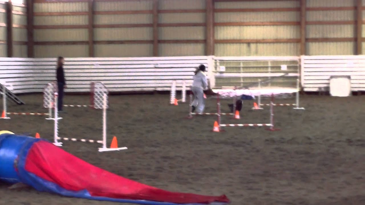 Havanese Bella earns her Life Time Achievement Award for Dog Agility AAC
