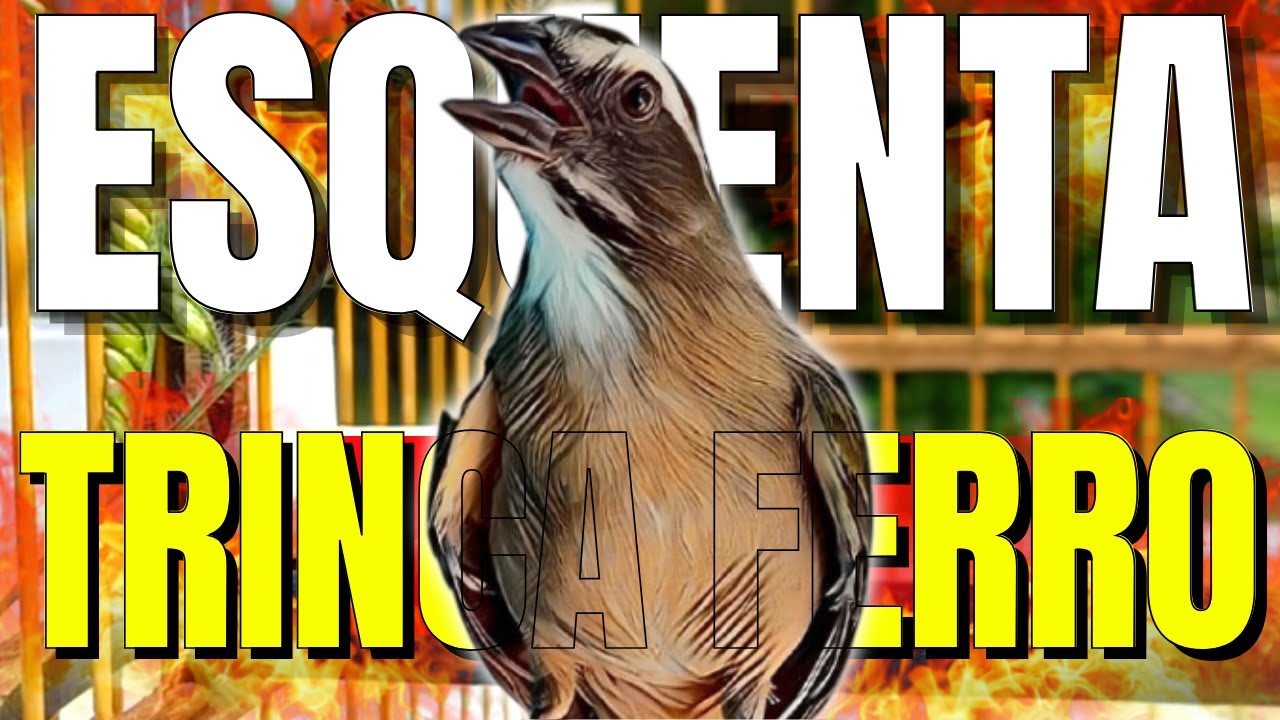 Melhor Trinca Ferro Frio para Esquentar e Foguear Trinca Ferro