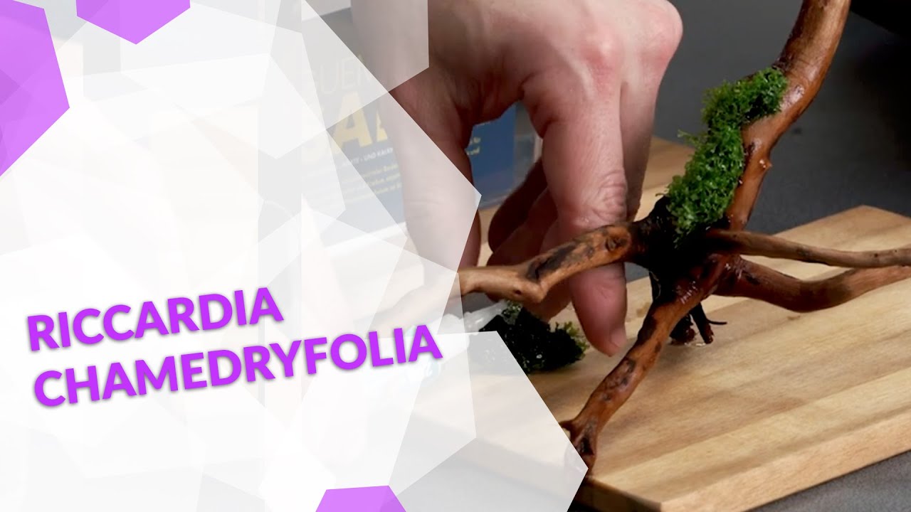 Riccardia chamedryfolia Korallenmoos, ein Klassiker im Aquascaping und für das Aquarium