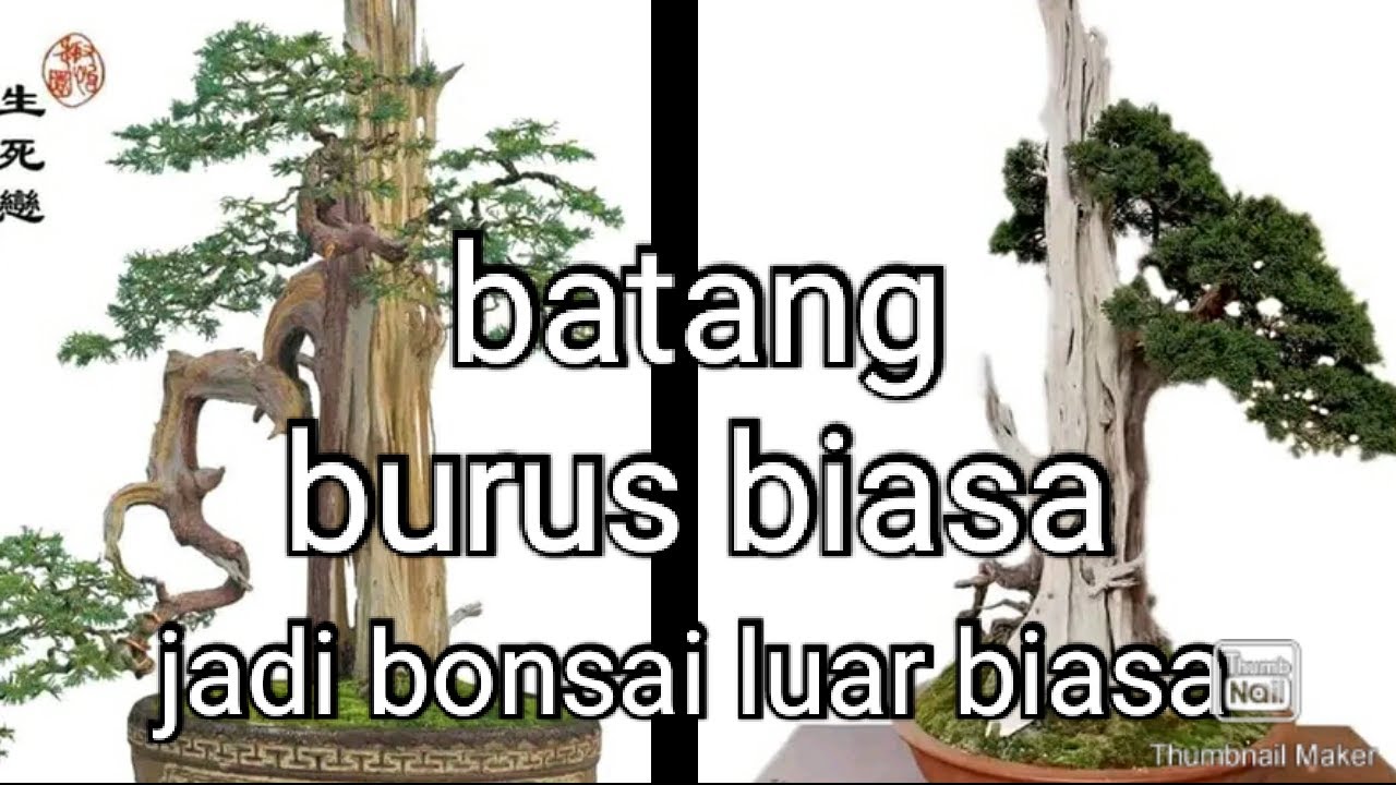 inspirasi bonsai,batang burus jadi bonsai luar biasa