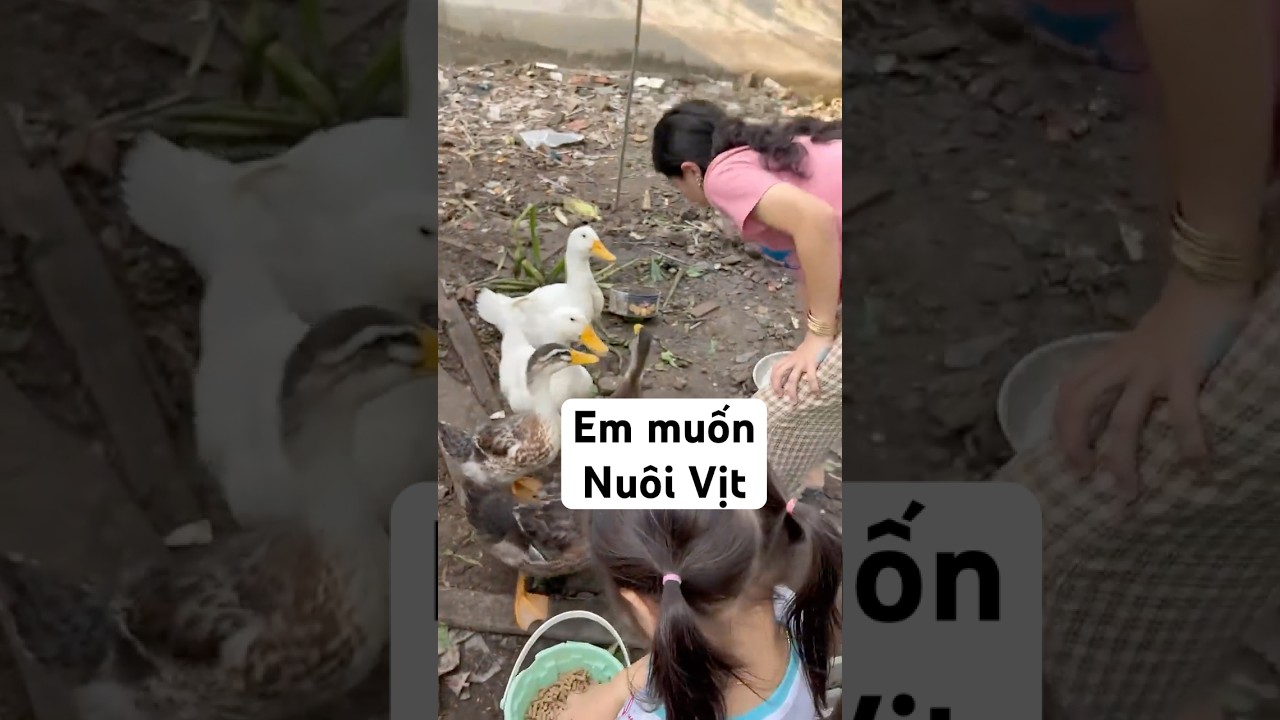 Nu&ocirc;i vịt #hoshiho #bangainhat #vonhat #vietnhat #bạng&aacute;inhật #bangainhat #あひる#アヒル#duck #日越カップル #日越夫婦