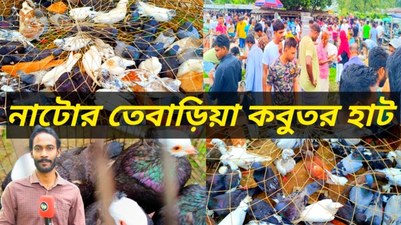 নাটোর তেবাড়িয়া কবুতর হাট । নাটোরে বিভিন্ন কবুতরের দাম জানুন। Natore  tebaria Kobutor Hat #pigeon