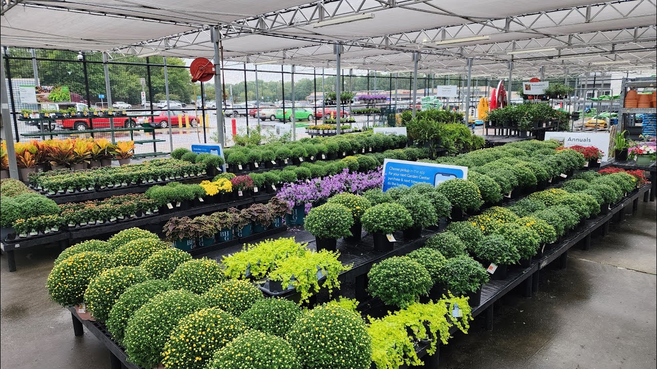 Walmart Mid-September Plant Inventory.  Shrubs,  annuals and beautiful mums.
