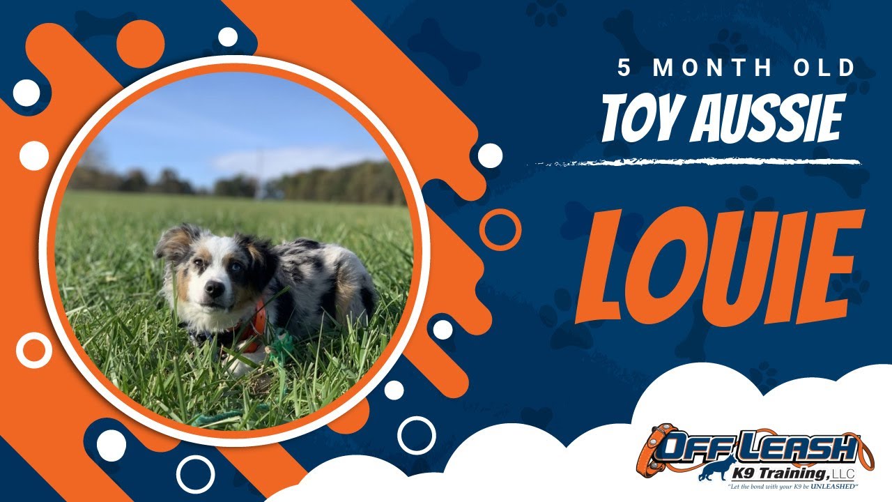 Small Dog Board And Train | Board And Train Program