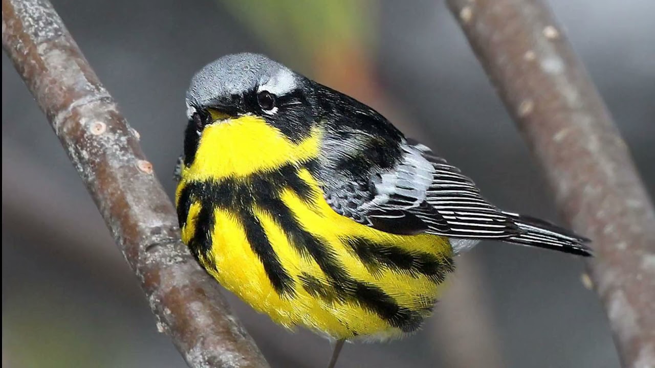 Magnolia Warbler Bird Sound Video: Bird Songs Eastern North America- Nature Sounds with Birds