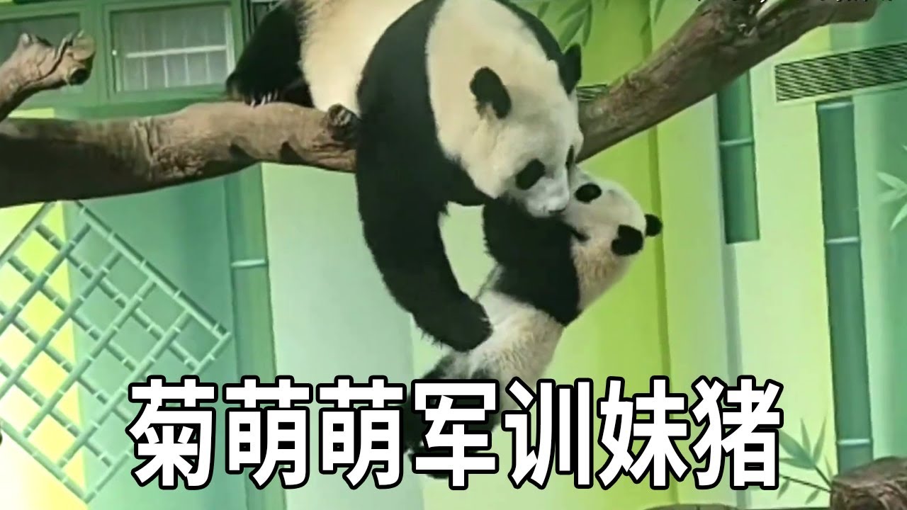 菊萌萌和其他熊猫妈妈真是不一样，别的妈妈轻松制服自己的孩子，轮到菊萌萌反而被孩子轻松拿捏!【你好大熊猫】