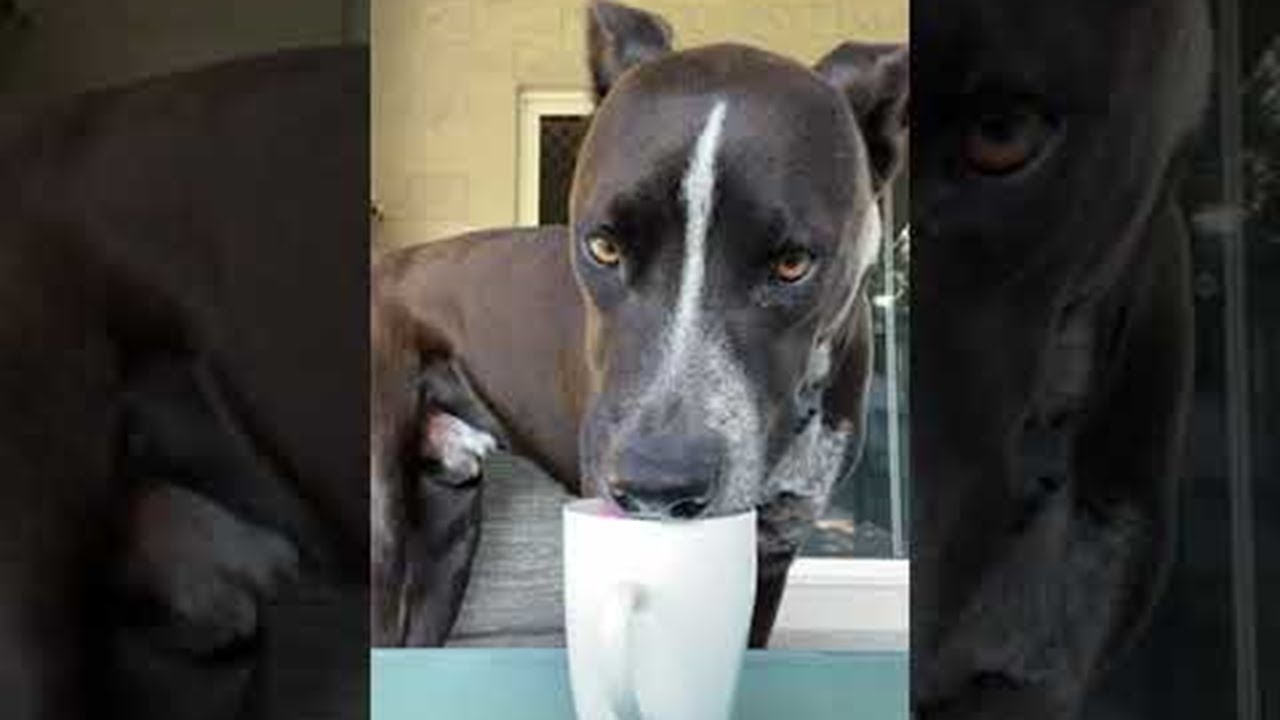 Dog Caught Drinking Coffee || ViralHog