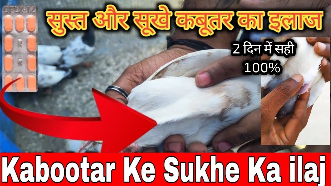 कबूतर के सूखे का इलाज || kabutar ke sukhe ki bimari ka ilaj || kabutar ke sust hone ka ilaj