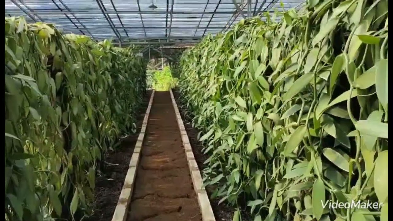 Budidaya Vanilli Dengan Sistem Green House Di Putra Galuh Farm Desa Karyamukti