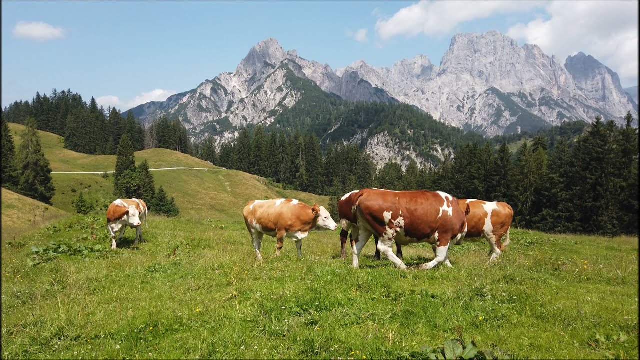 Glückliche Kühe auf der Litzlalm im Naturpark Weißbach
