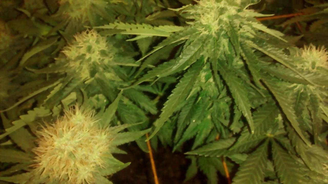 CFL first time indoor grow