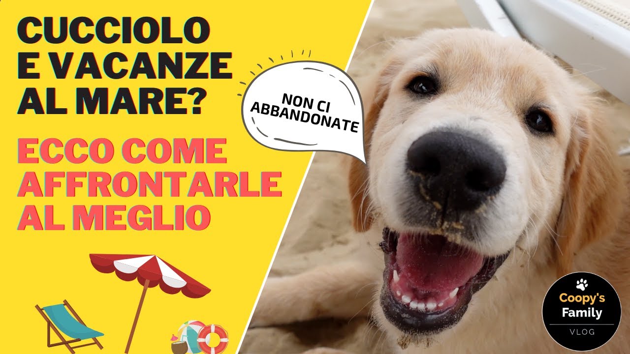Come affrontare al meglio la vacanza al mare con un cucciolo | La nostra esperienza con Cooper