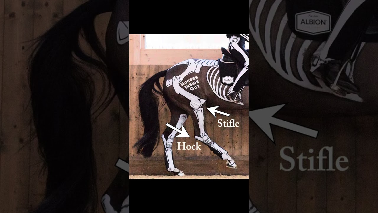 Lameness Evaluation 