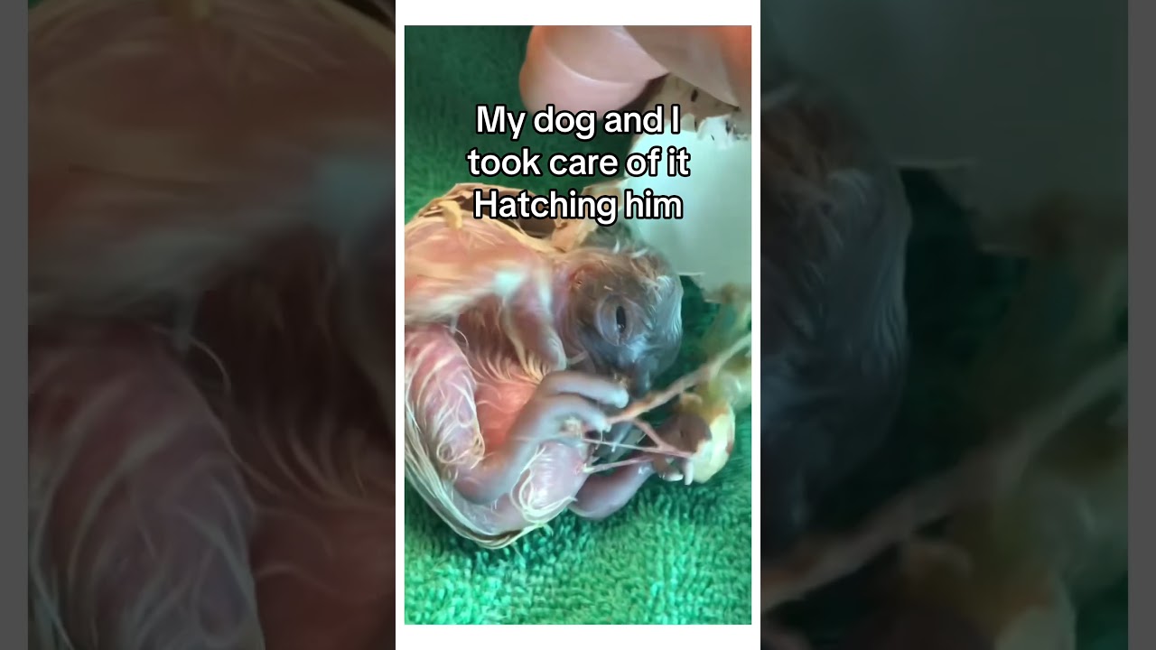 They raised their wings in honor of my dog 🥹&hearts;️ #wholesome  #animals