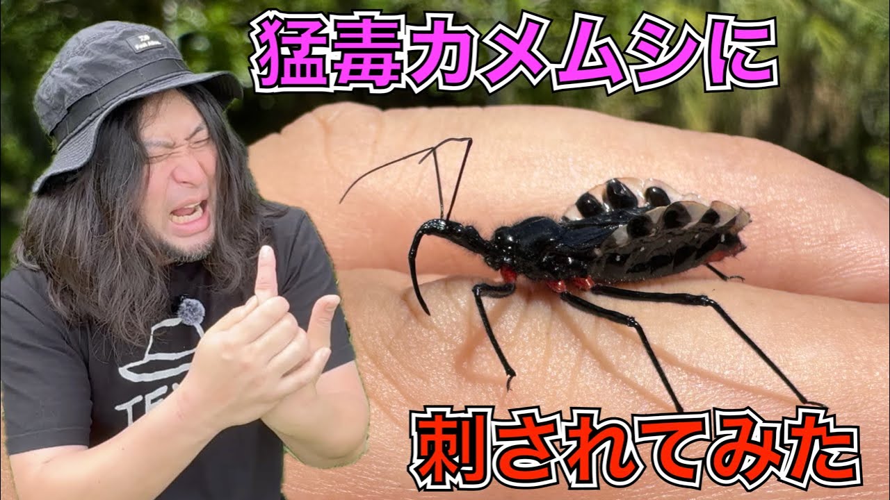 激痛！激痒！外来種の毒針カメムシに刺されてみた【ヨコヅナサシガメ/アサシンバグ】