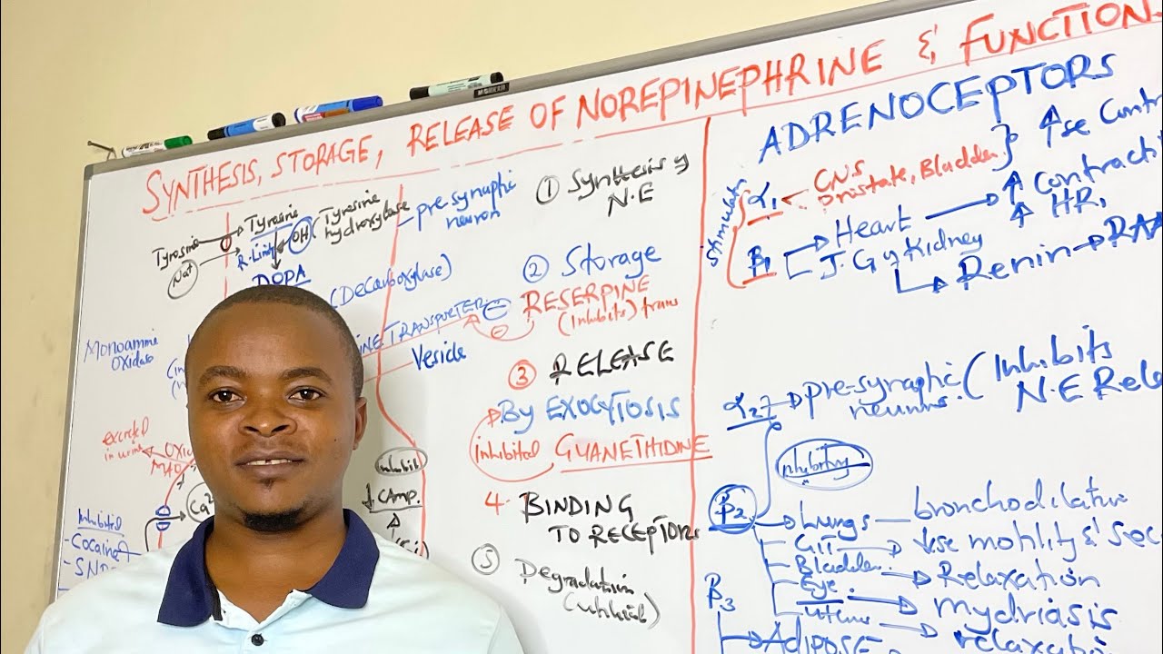 Norepinephrine synthesis, storage and Release | sympathetic pharmacology