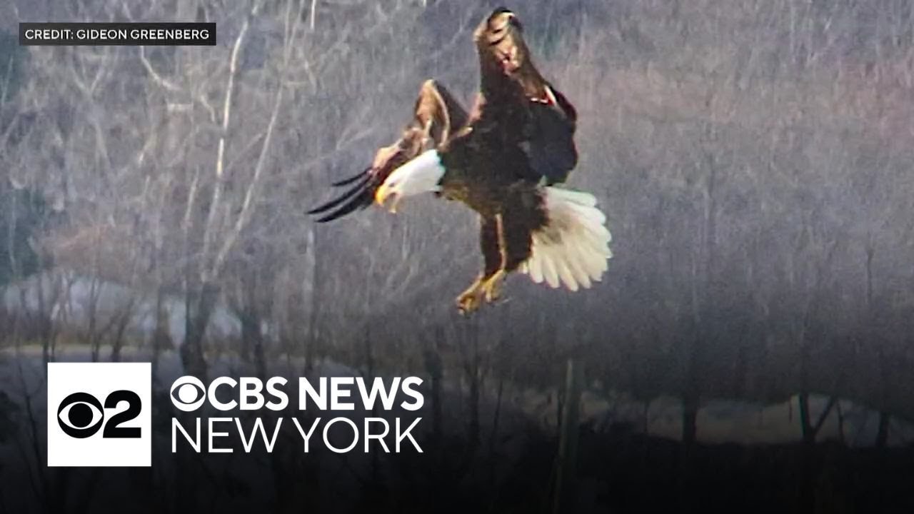 Majestic bald eagles take up residence along the Hudson River in Westchester County