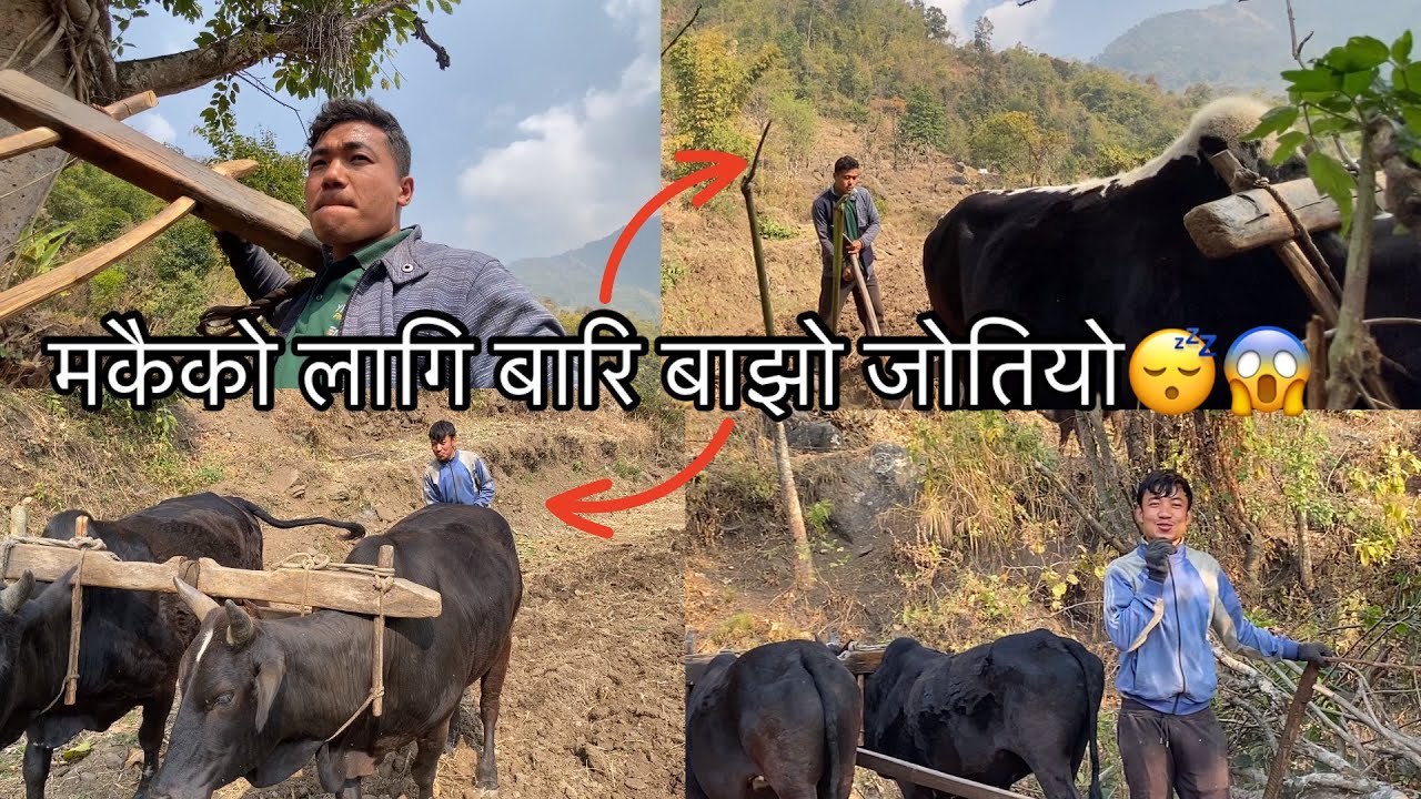 मकैको लागि बारि बाझो जोतियो😴😂#newvlog #vilagelife_vlog Estern part of kerabari nepal@SahinLimbu-e9z 