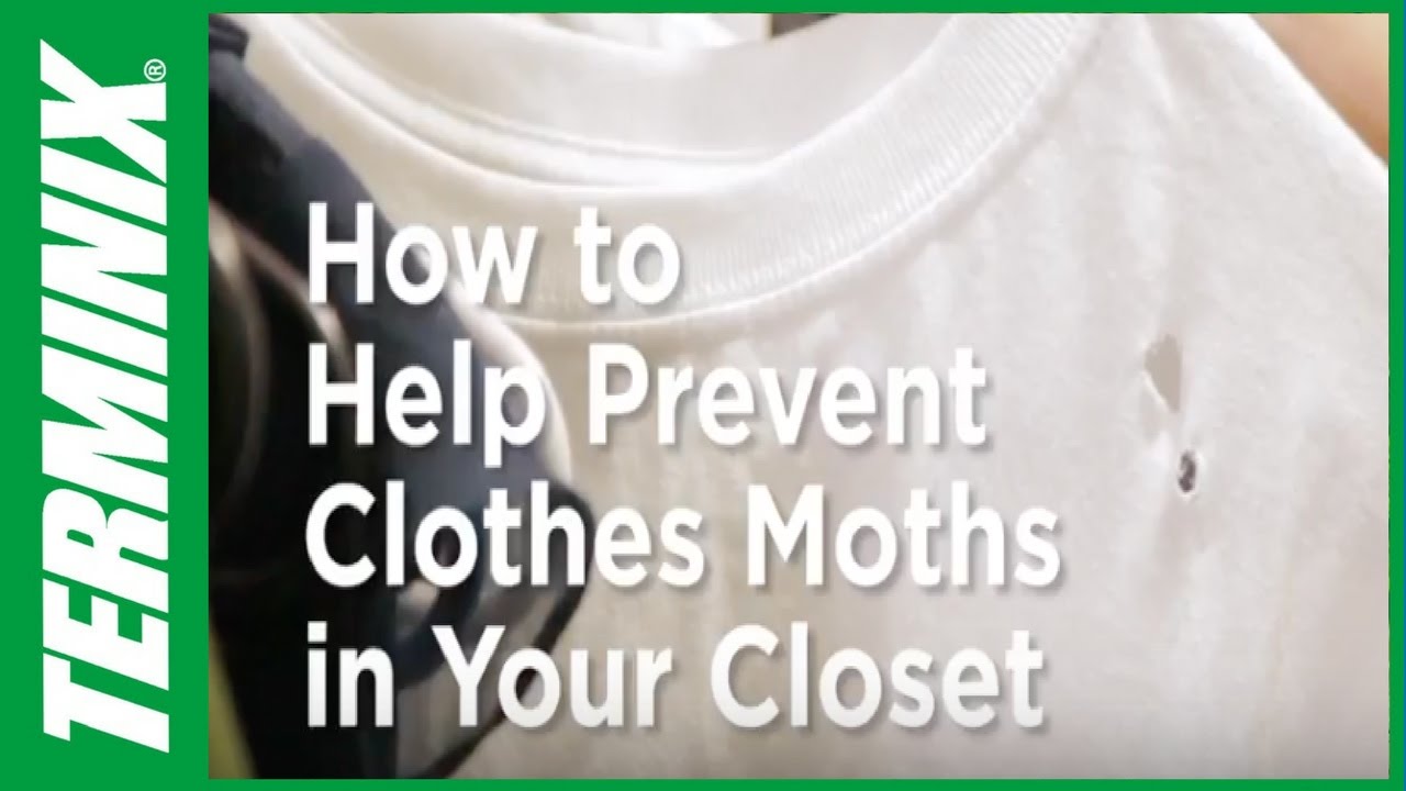 Tips for How to Get Rid of Moths