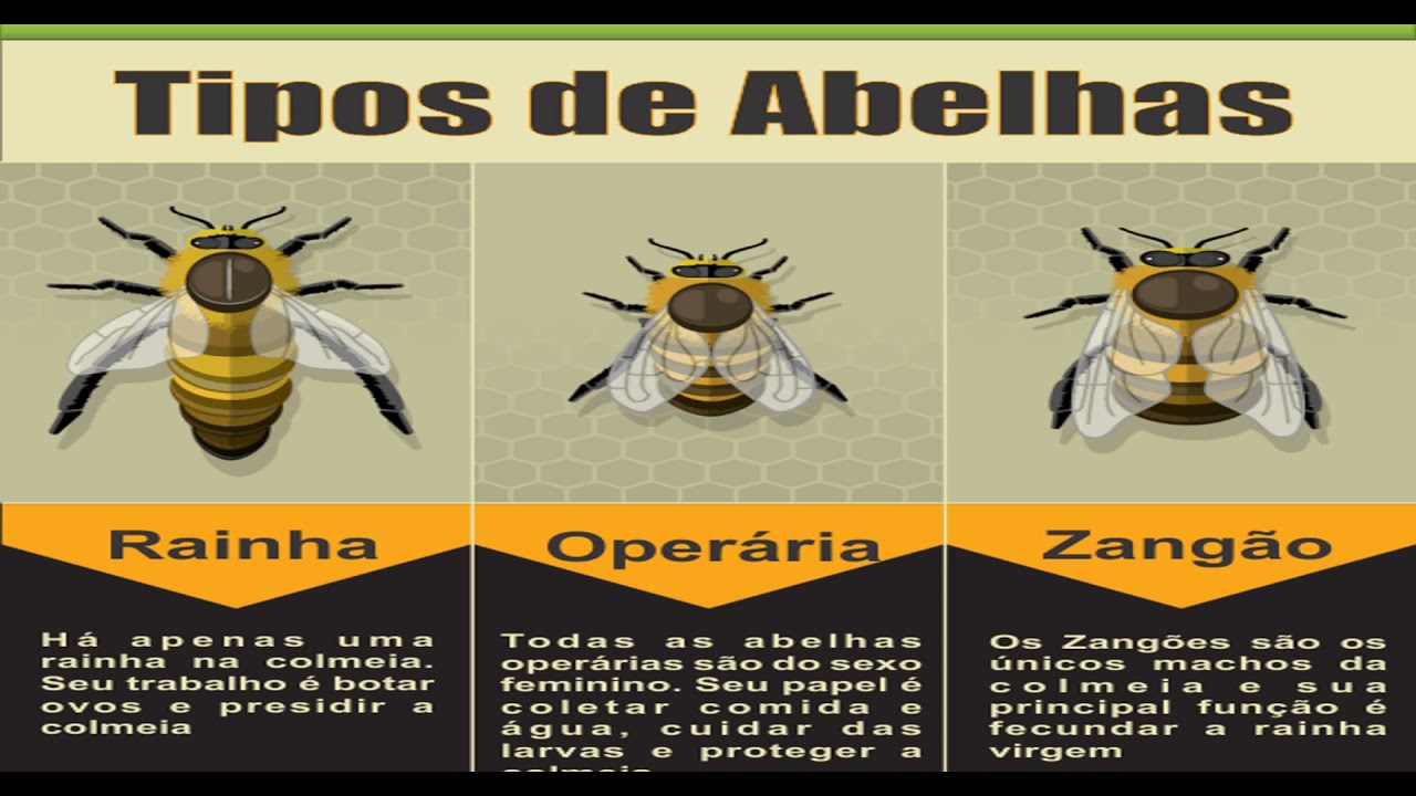 Esp&eacute;cies e Ra&ccedil;as de abelhas