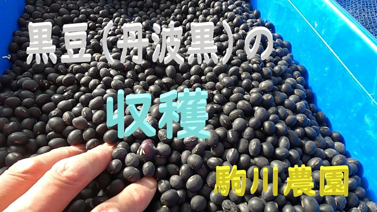 黒豆（丹波黒）の収穫　目指せ100品目　邑南町　駒川農園　21.11.28