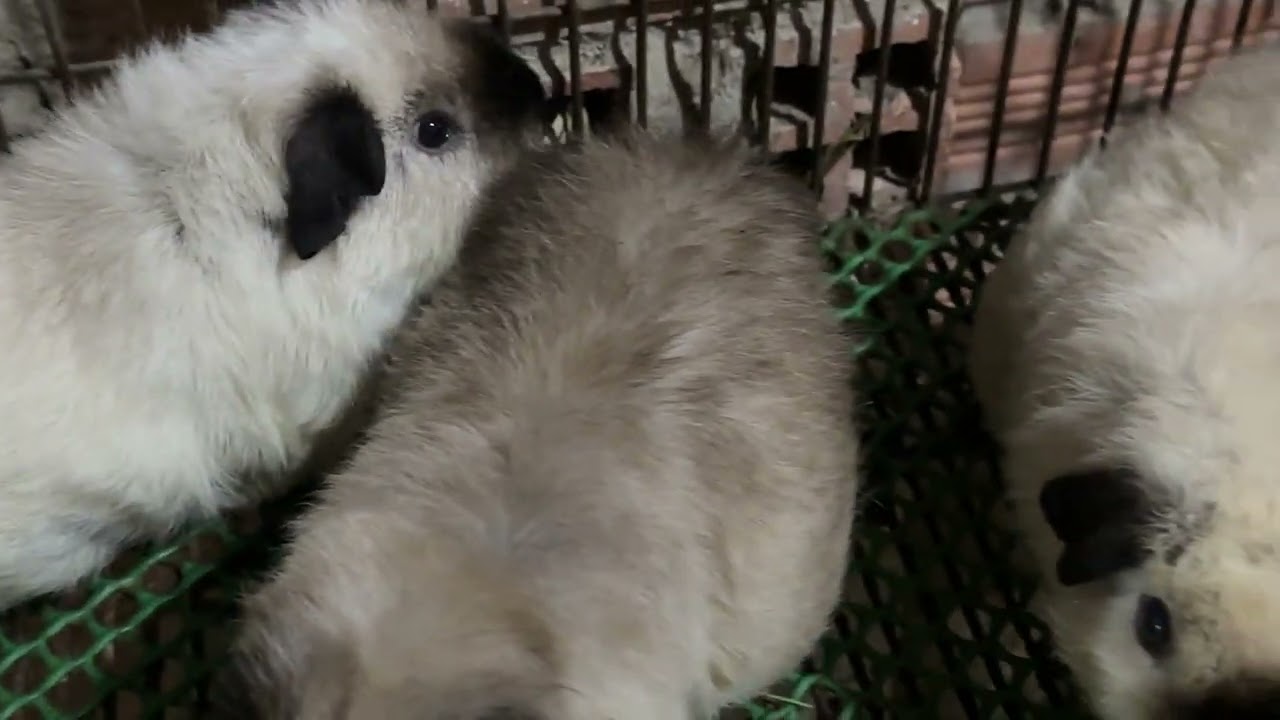 Bọ ú teddy cali