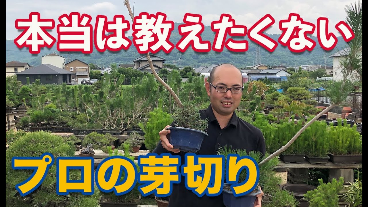 【本当は教えたくない】種から育てる小品盆栽の作り方（プロの芽切り）