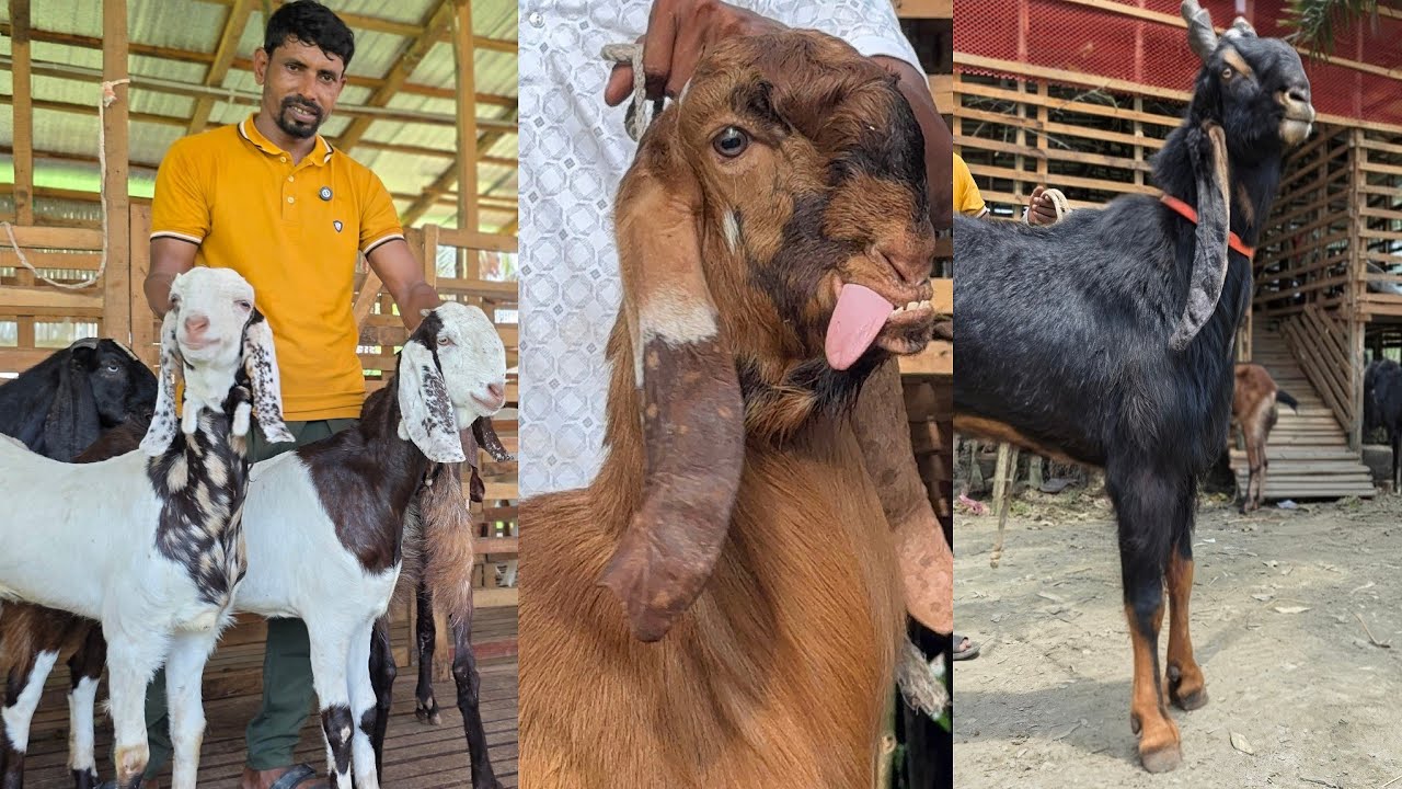 বিটল ছাগল জিবলা তোতাপুরি হরিয়ানা ও ক্রস ছাগল
