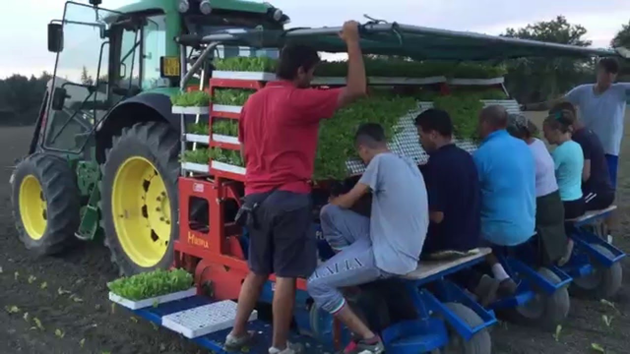 Trapianto Radicchio 2015 con Sistema Satellitare .