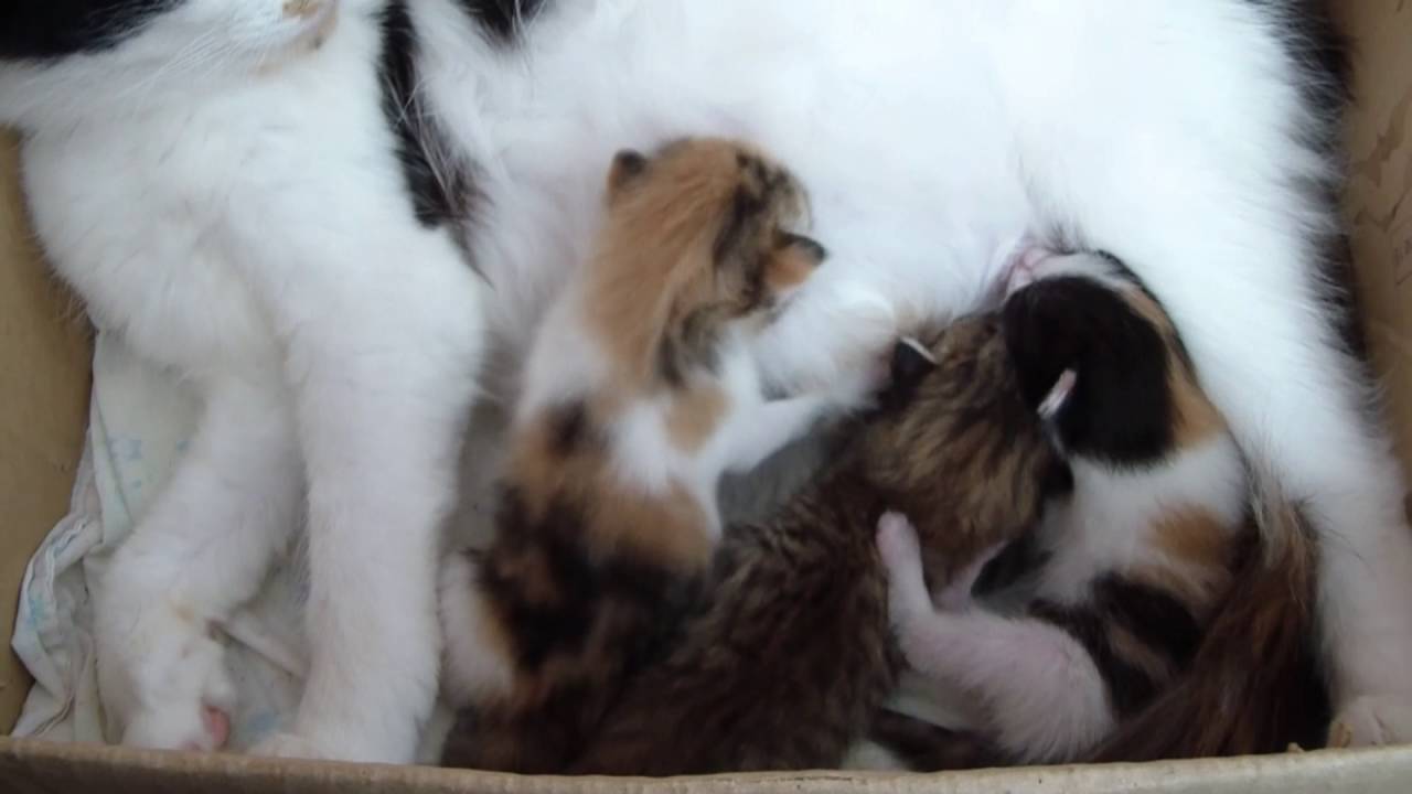 Трехцветная кошка родила котят!