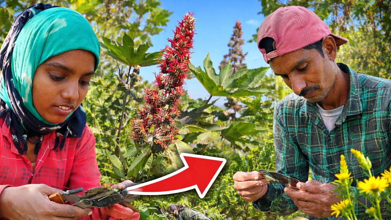 Indian Farmer Life 🇮🇳 | Castor Harvesting Video🌾 Shakti Farm 