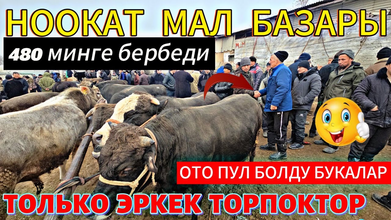 НООКАТ МАЛ БАЗАР 480 МИНГЕ БЕРБЕДИ ТОЛЬКО ЭРКЕК ТОРПОКТОР БУКАЛАР СООДА ДАДИЛ БОЛДУ 1  2  ЖАШ