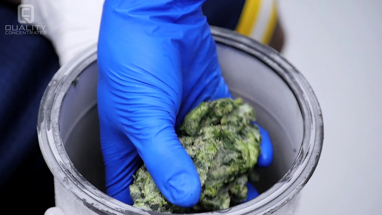 LIVE RESIN RUN at Quality Concentrates Labs