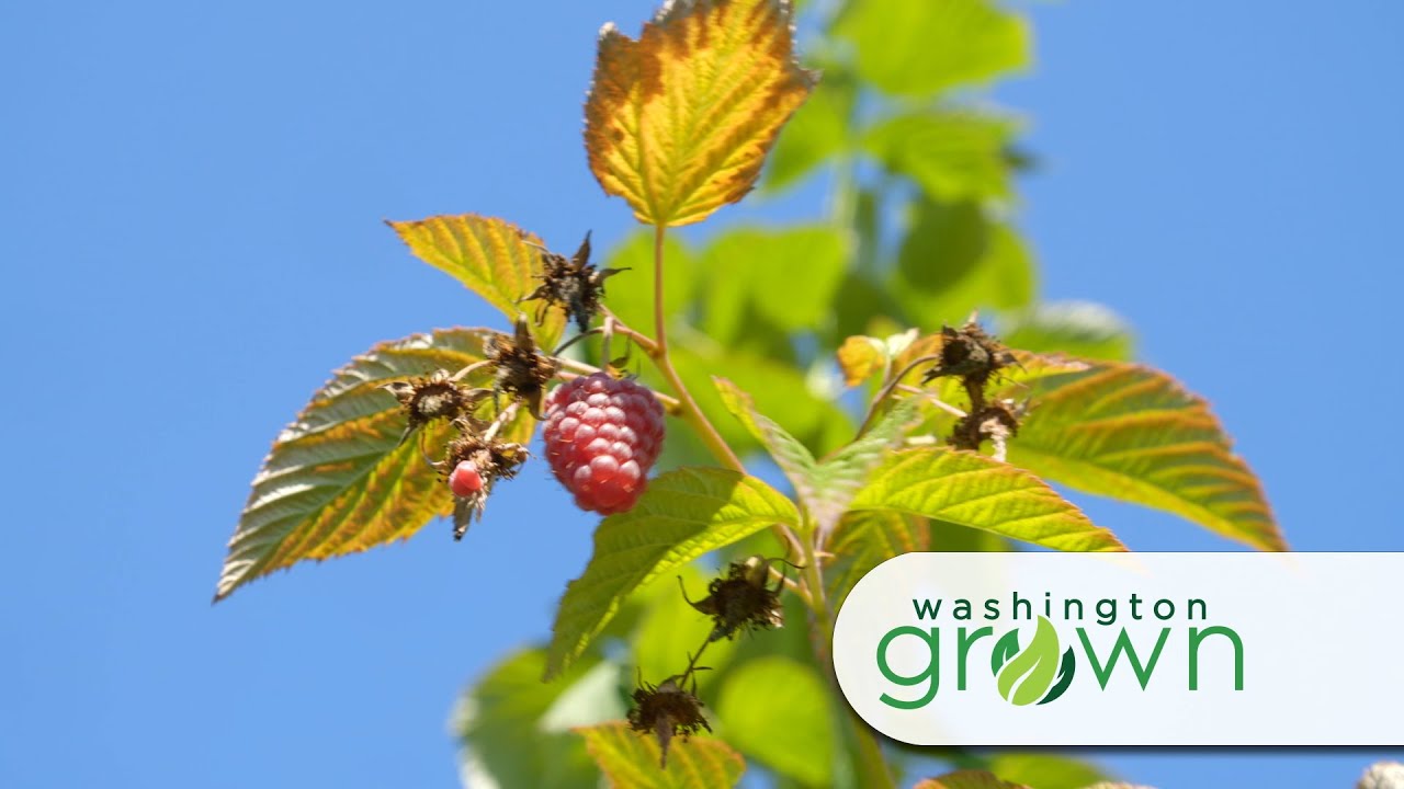 All About WA Berries  | Washington Grown  | S7 E11