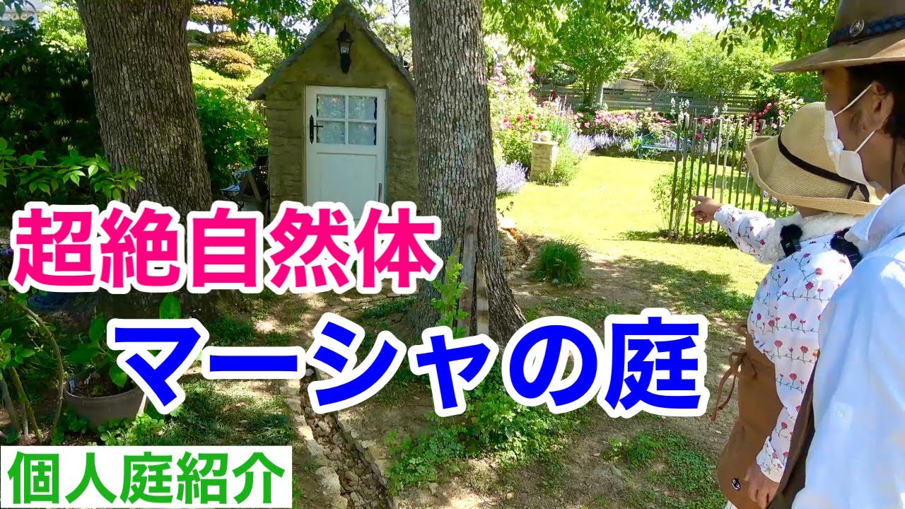 【このあとカーメン君がやられます】夫婦二人三脚の関係がすごい庭を造りました　　　　【個人庭】【マーシャの庭】【園芸】【ガーデニング】【寺田さん】