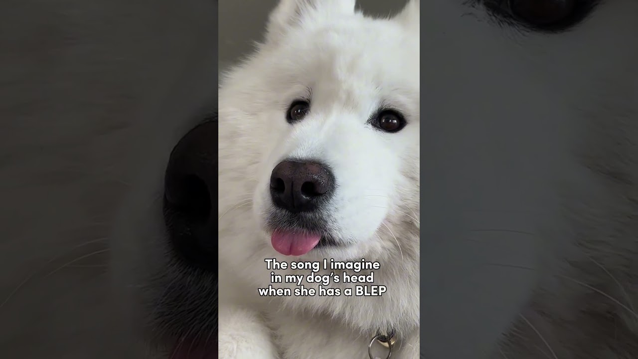 The BLEP soundtrack #samoyed #blep