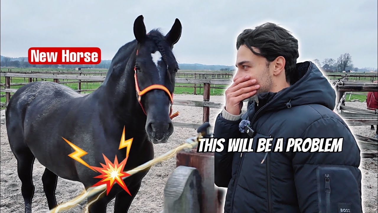 The first challenge with my new horse…
