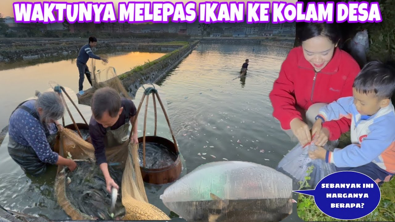 PAWEIXUN TENANG AKHIRNYA KOLAM IKAN SUDAH TERISI, SEGINILAH HARGA BIBIT IKAN YANG LANGSUNG DITANGKAP